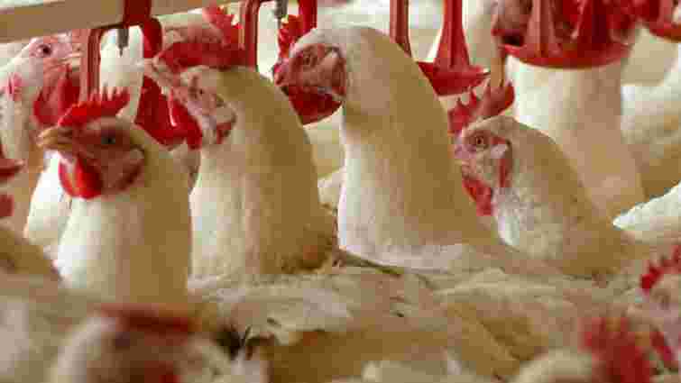 Катар скасував заборону на імпорт української курятини