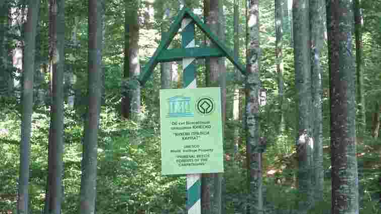 Ще одну частину букових лісів Карпат можуть внести до списку Всесвітньої спадщини ЮНЕСКО