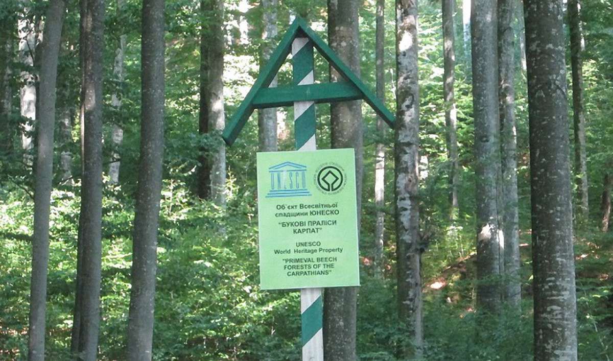 Ще одну частину букових лісів Карпат можуть внести до списку Всесвітньої спадщини ЮНЕСКО