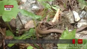 Цьогоріч через укуси змій до сколівських медиків уже звернулося 12 осіб