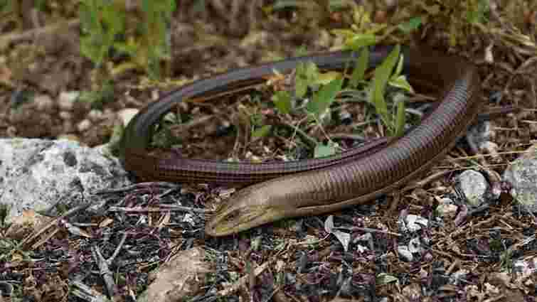 У Сколівському районі змія вкусила 9-річну дитину на власному подвір'ї
