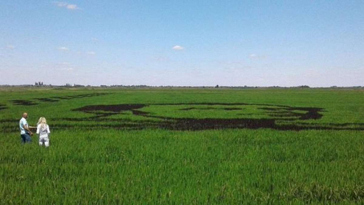В Україні виростили величезний портрет Тараса Шевченка на рисовому полі