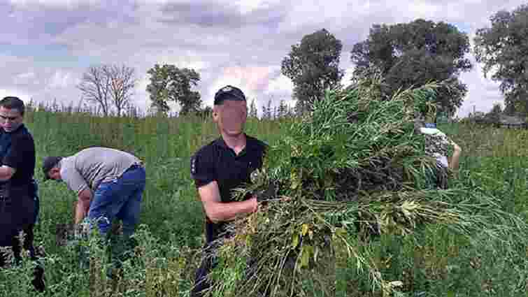 На Чернігівщині поліція знайшла замасковану плантацію коноплі на ₴7 млн 