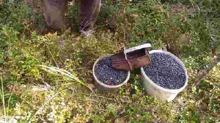 У зоні відчуження поблизу ЧАЕС затримали збирачів чорниць із 25 кг ягід