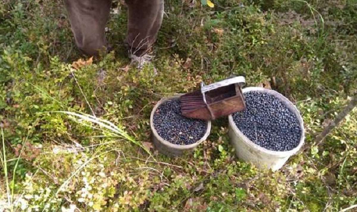 У зоні відчуження поблизу ЧАЕС затримали збирачів чорниць із 25 кг ягід