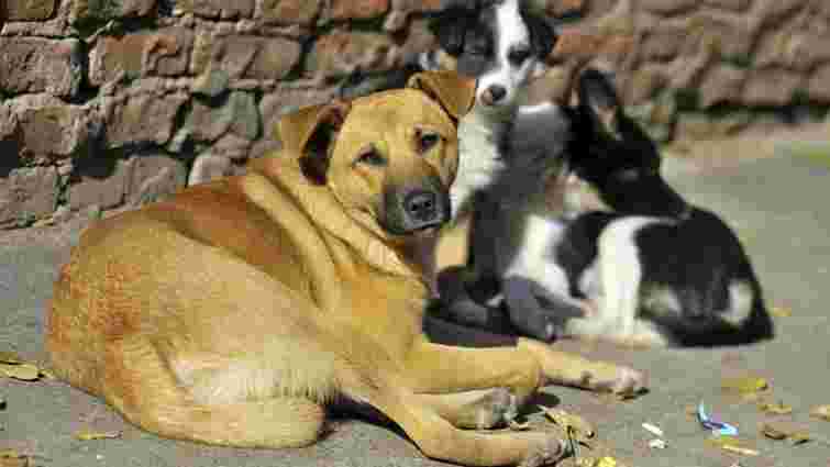 В Івано-Франківську мають намір створити єдину базу безпритульних собак