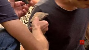 Львівські археологи знайшли уламки посуду княжої доби