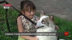 У Львові за місяць понад півсотні собак знайшли нові домівки