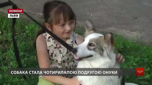 У Львові за місяць понад півсотні собак знайшли нові домівки
