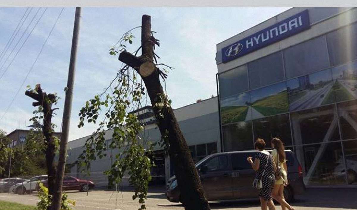 На вул. Липинського незаконно обрізали дерева