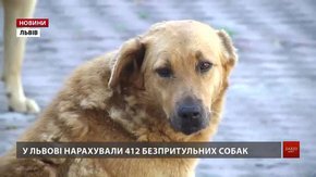 Волонтери нарахували у Львові понад 400 безпритульних собак