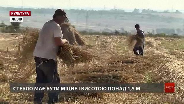 Працівники Шевченківського гаю заготовляють жито для стріх музейних експонатів