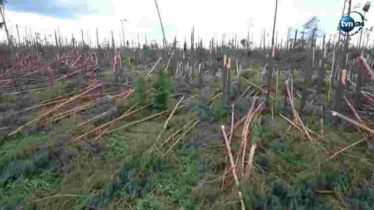У Польщі показали наслідки буревію, який повалив сотні гектарів лісу
