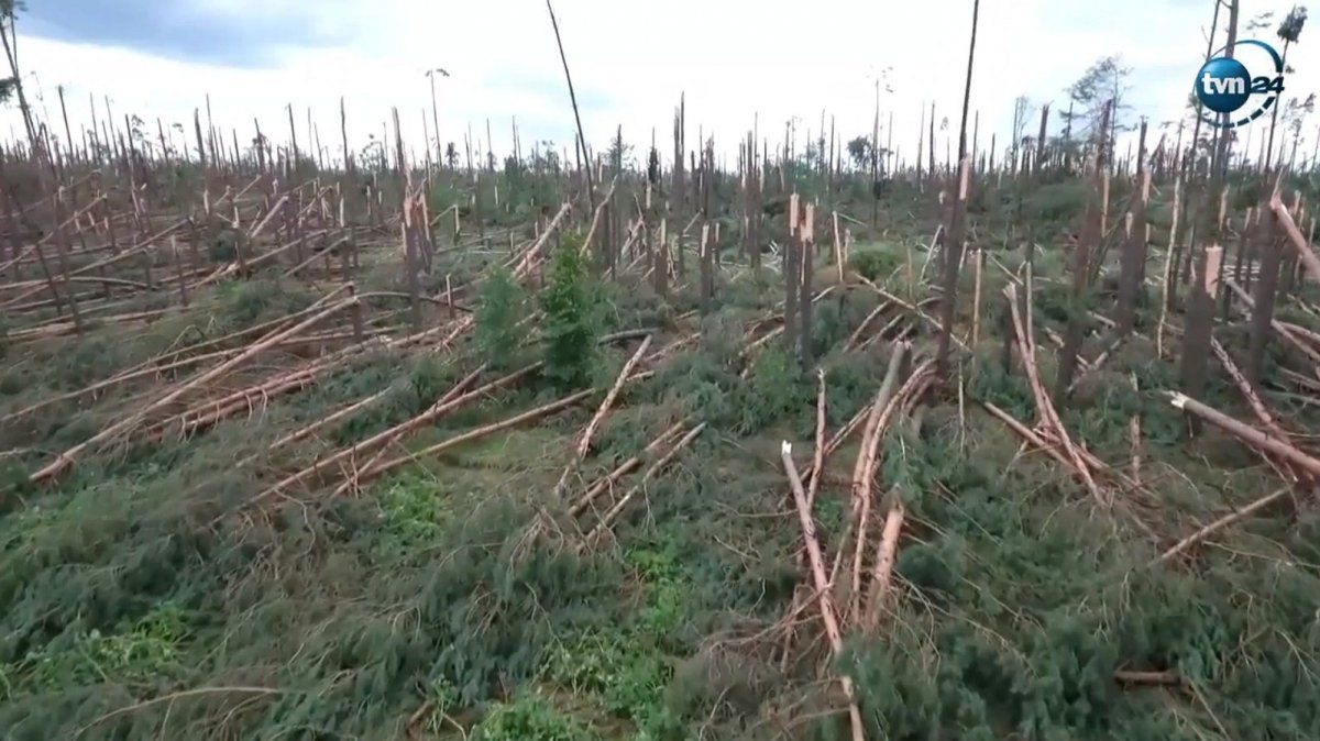 У Польщі показали наслідки буревію, який повалив сотні гектарів лісу