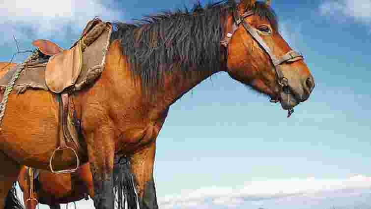 На Івано-Франківщині відроджуватимуть гуцульську породу коней