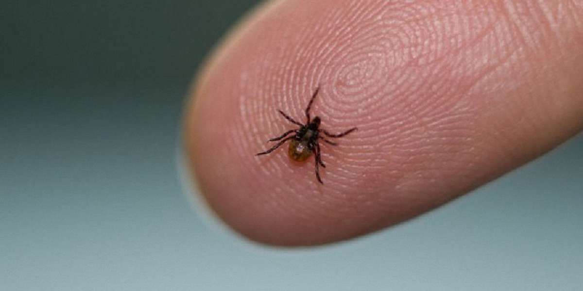Через укуси кліщів у 13-ти дітей на Львівщині діагностували хворобу Лайма