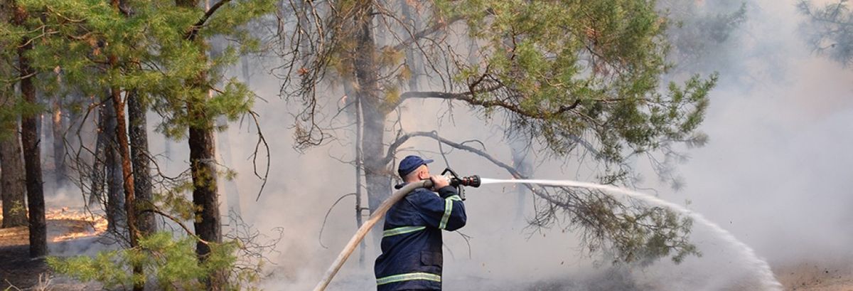 На Житомирщині загорілися 60 га заповідного лісу