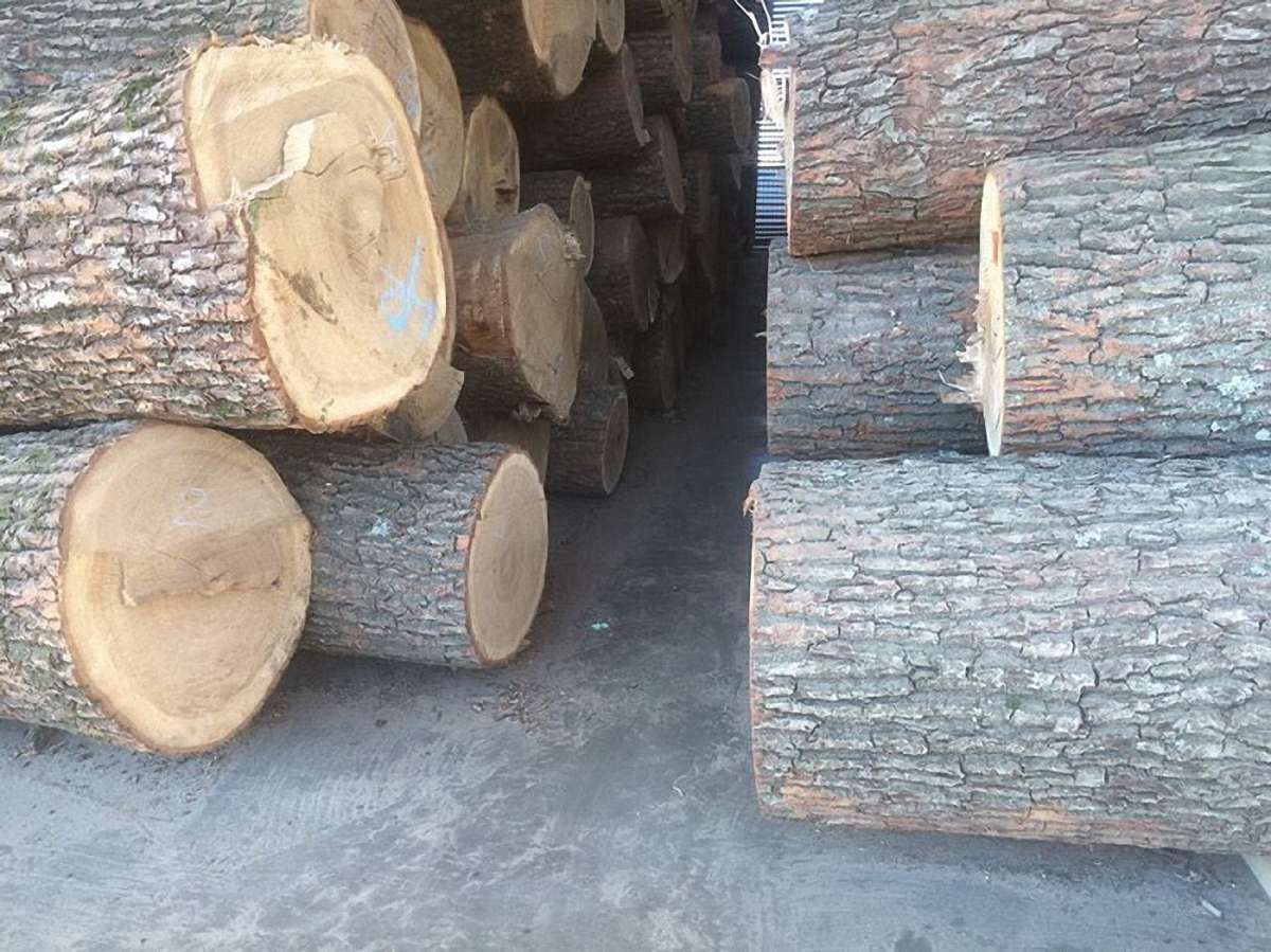На Львівщині директора лісгоспу судитимуть за зловживання службовим становищем