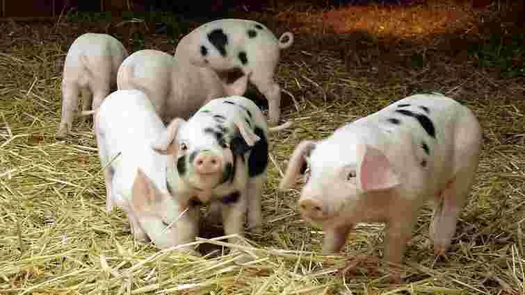 На Івано-Франківщині виявили спалах африканської чуми свиней