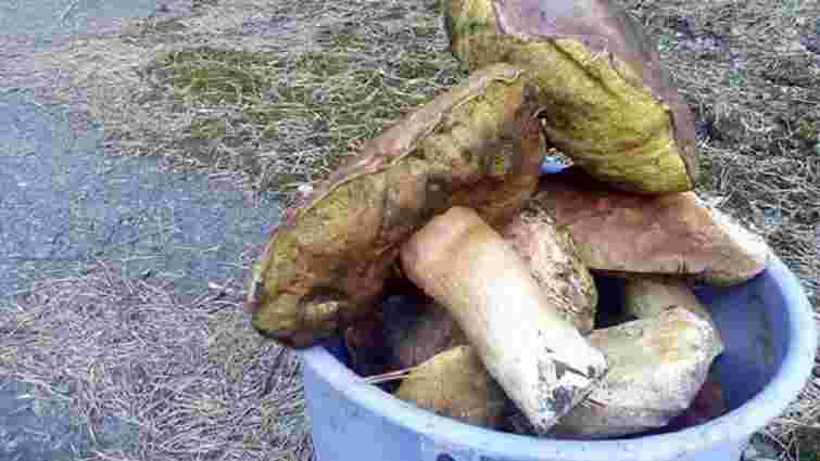 Поліція затримала двох чоловіків, які назбирали понад 30 кг грибів у Чорнобильській зоні