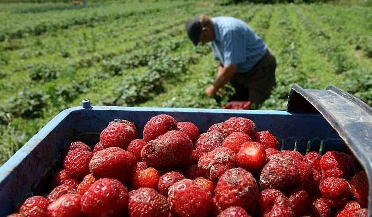 Українські заробітчани у Польщі удвічі частіше стали скаржитись на працедавців