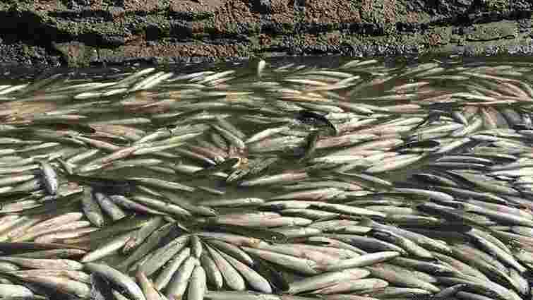 Запорізька область опинилася на межі екологічної катастрофи через мор цінної риби
