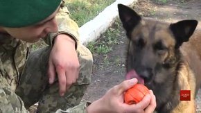 У Великих Мостах змагаються найкращі кінологи та собаки-прикордонники