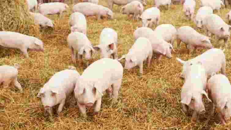На Львівщині виявили перший випадок африканської чуми свиней