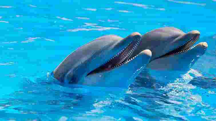 Екологи не змогли в суді довести незаконність діяльності дельфінарію у Трускавці