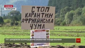 Селяни на Львівщині не допускають ветеринарів до свиней, які можуть бути заражені чумою