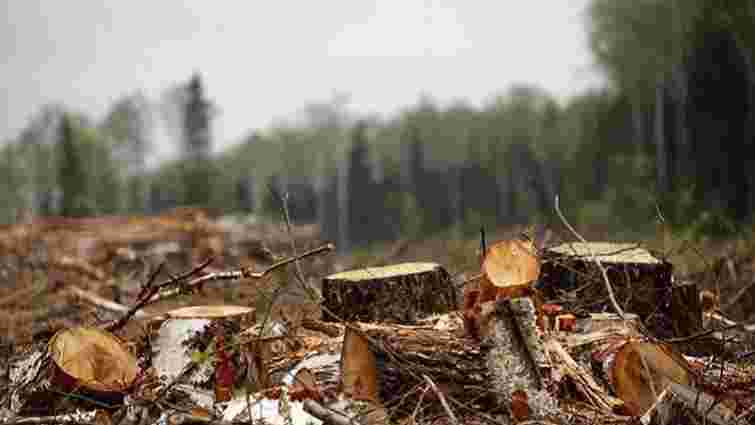 У Дрогобицькому лісгоспі виявили незаконні вирубки дерев на суму понад ₴700 тис.