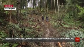 У Старосамбірському районі поблизу кордону екологи виявили незаконну вирубку лісу