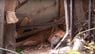 У Львові рятувальники звільнили собаку з-під завалів, які спричинив буревій. Фото дня
