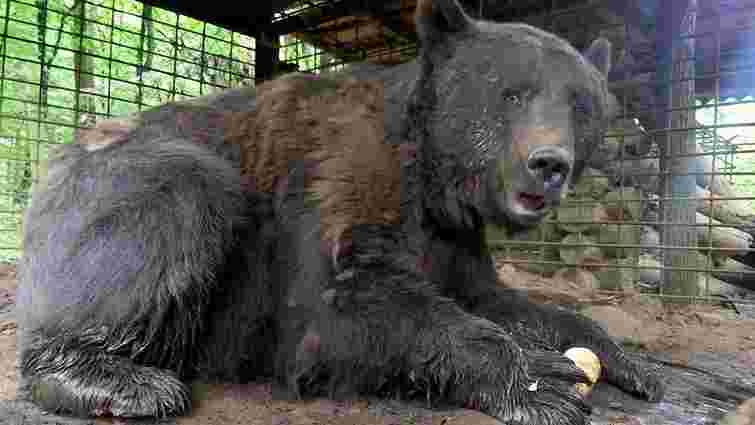 У ведмежий притулок на Львівщині перевезуть двох ведмедів