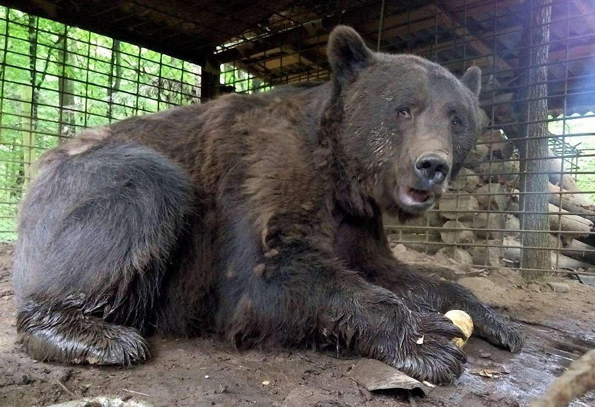 У ведмежий притулок на Львівщині перевезуть двох ведмедів