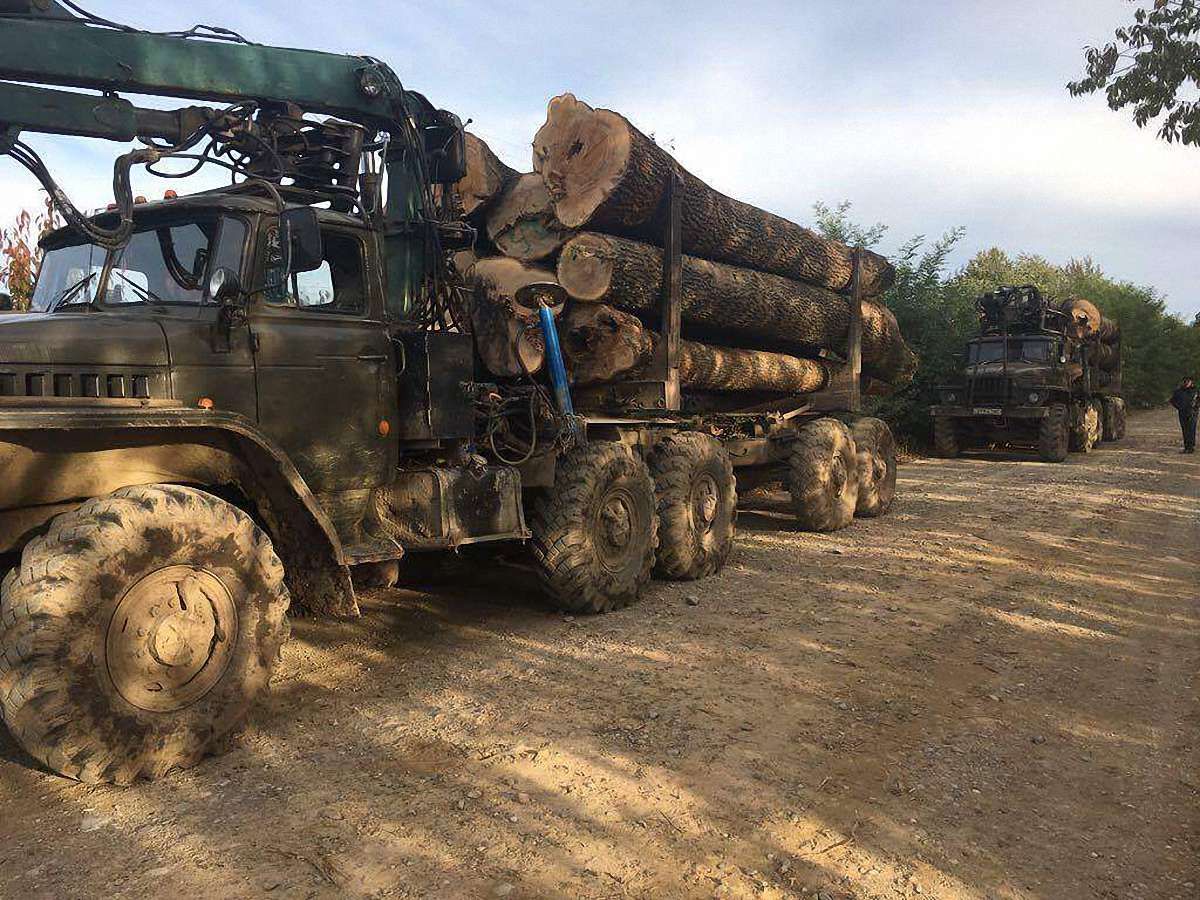На Буковині СБУ затримала лісовози з деревиною без документів