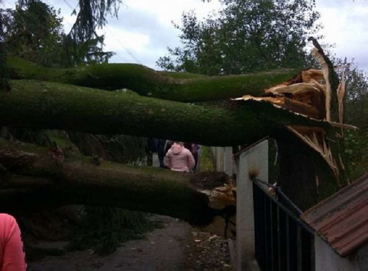 Наслідки буревію у Львові оцінили у ₴150 тис.