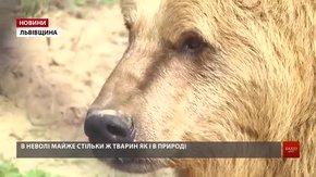 Ведмедиця Маша переїхала з львівського ресторану в притулок «Домажир» на Львівщині