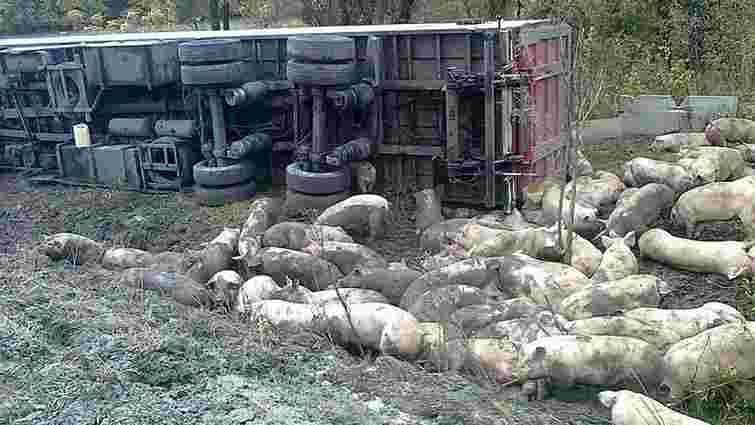 На Полтавщині внаслідок ДТП загинули 50 свиней
