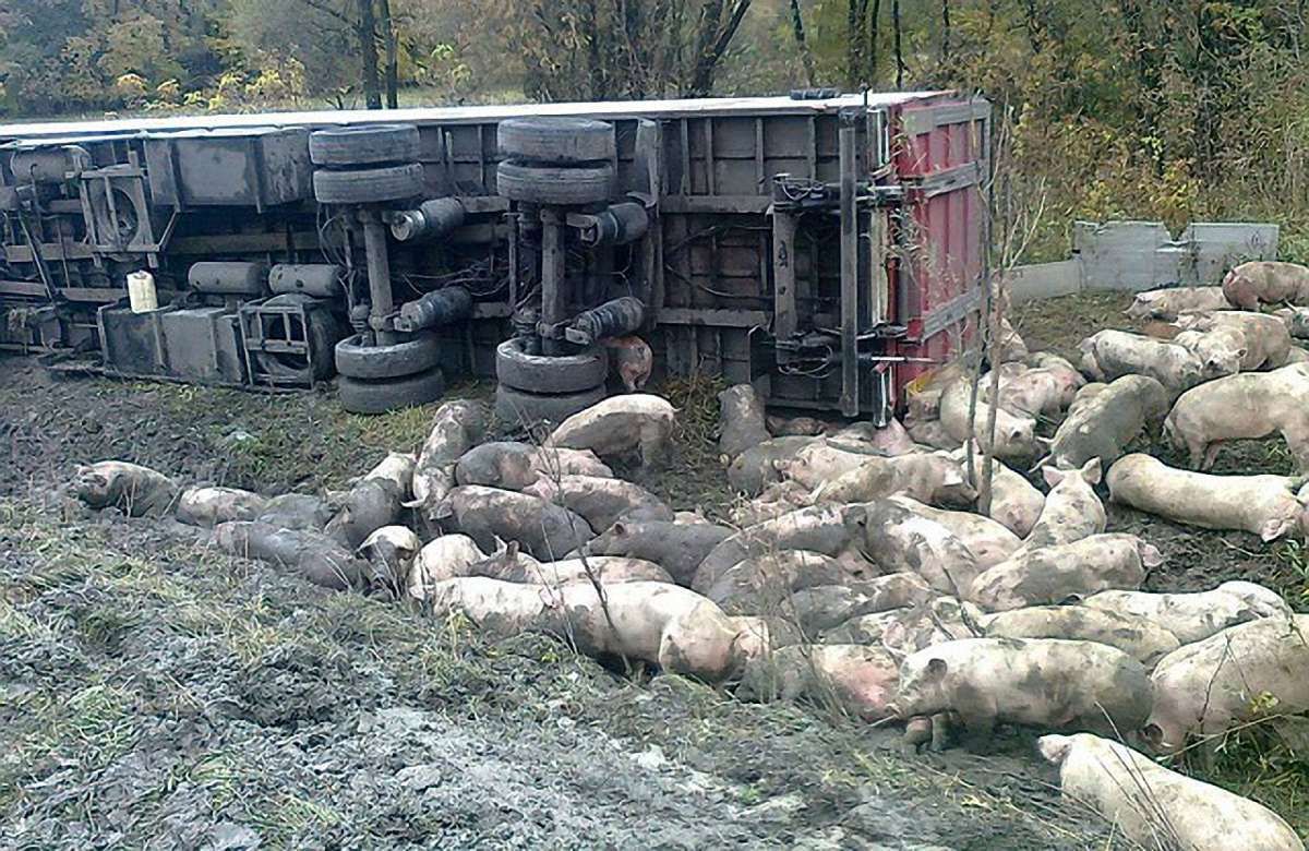 На Полтавщині внаслідок ДТП загинули 50 свиней