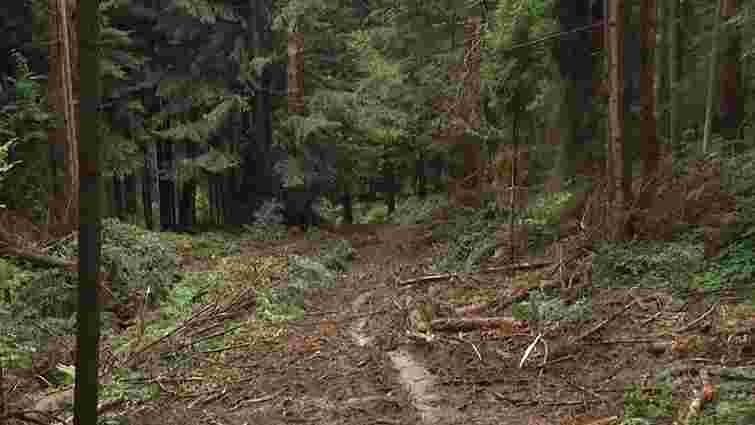 Незаконно зрізані 140 дерев у Старосамбірському районі оцінили у ₴1,5 млн