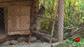 У «Шевченківському гаю» оселились фазани