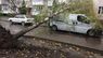 У Львові три автомобілі пошкоджено внаслідок падіння дерев