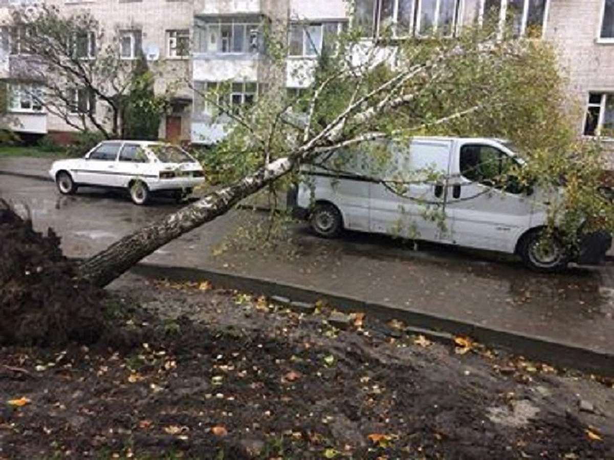 У Львові три автомобілі пошкоджено внаслідок падіння дерев