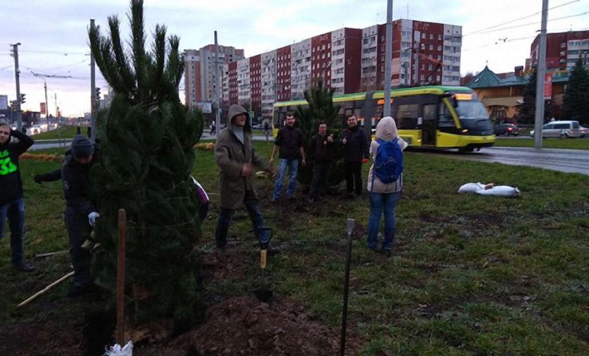 Вздовж трамвайної колії на Сихові посадили 24 дерева