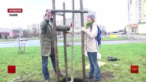 На Сихові висадили два десятки дерев вздовж трамвайної колії