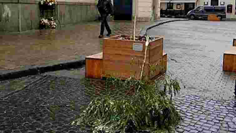 Камери спостереження зафіксували зловмисників, які зламали дерево в центрі Львова