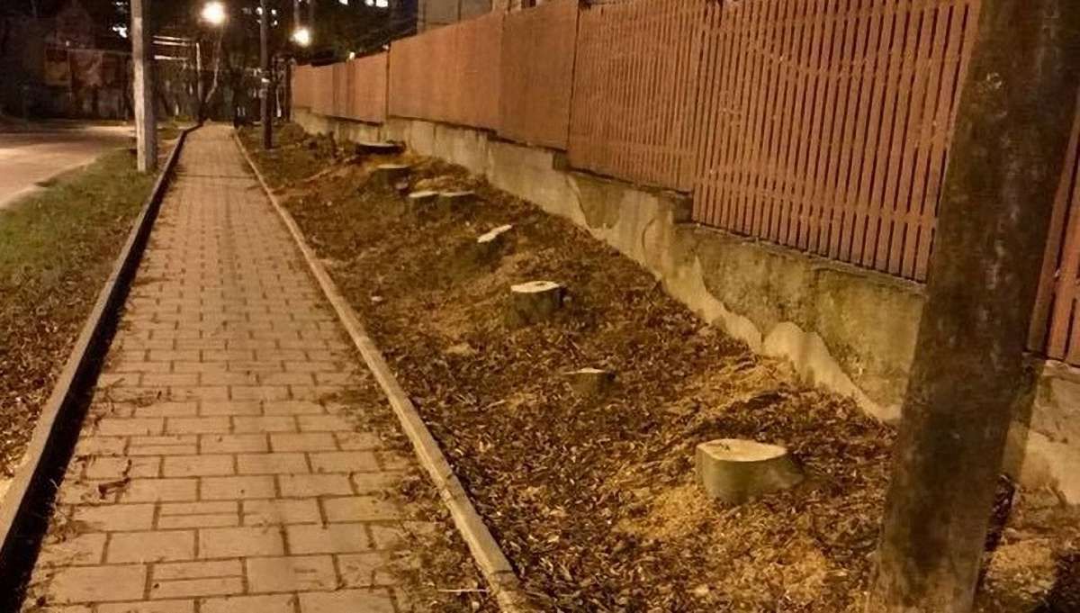 На місці зрізаних дерев на вул. Зеленій у Львові облаштують автомобільну парковку