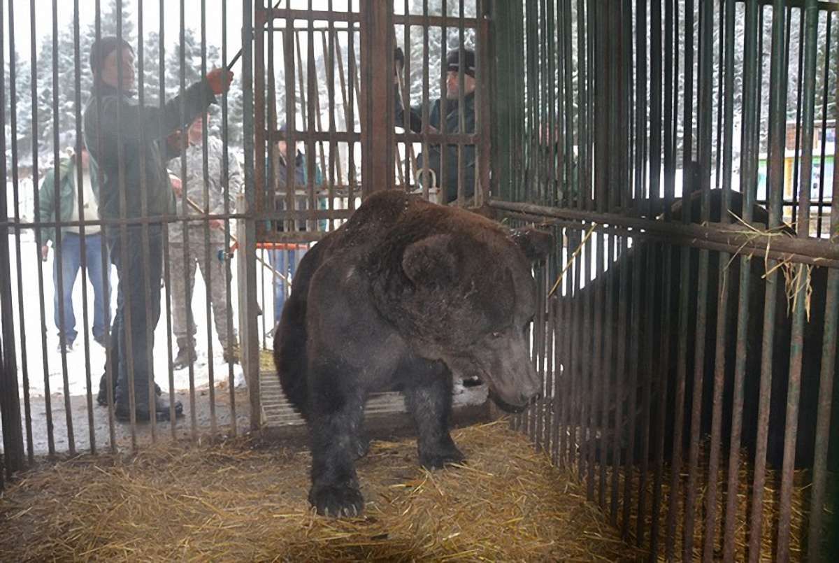 Трьох ведмедів з Самбора перевезли у реабілітаційний центр «Синевир»
