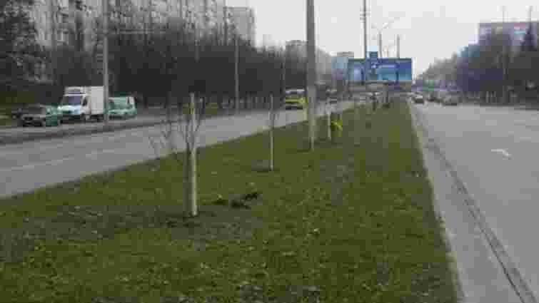 До кінця року у Львові висадять близько 500 дерев